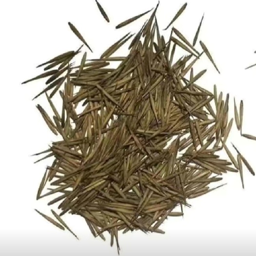 沭阳县毛竹种子籽四季易种一次种植常年产笋量高南北方均可种植毛竹种籽