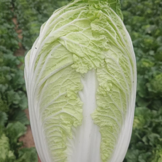 旬邑县反季节无公害大白菜