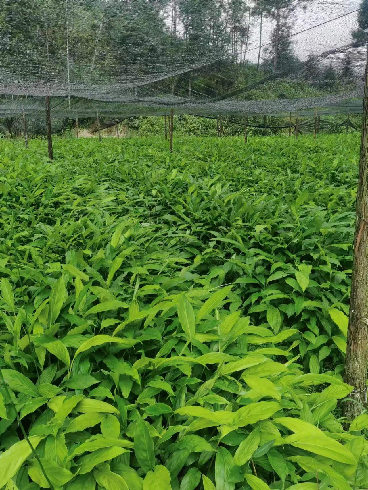 芒市一年优质草果苗，一次种植管理好可受益二十七年左右。