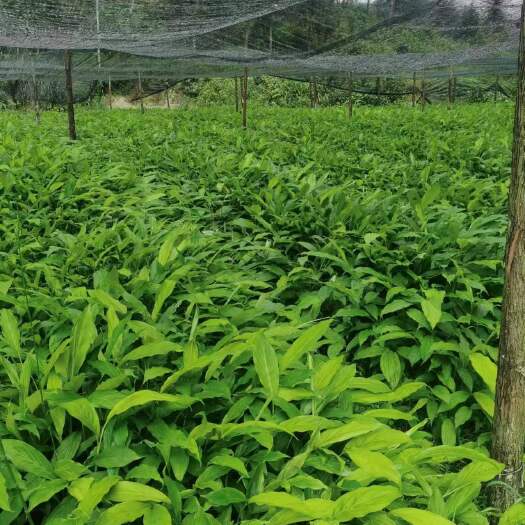 芒市一年优质草果苗，一次种植管理好可受益二十七年左右。