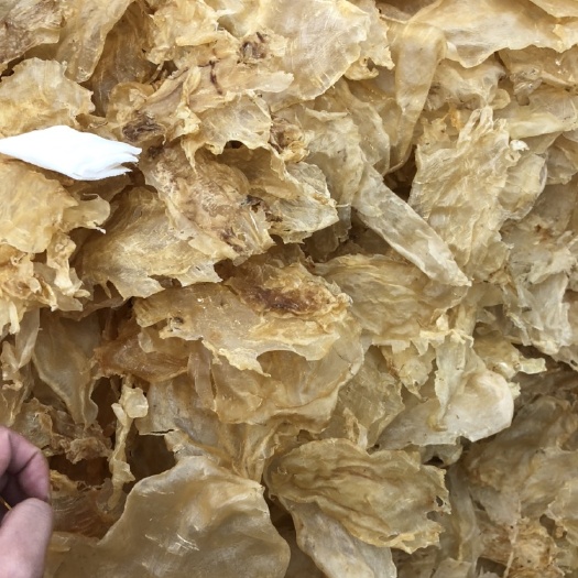 广州鱼胶花胶 甲肚鸭包鱼胶产地直批