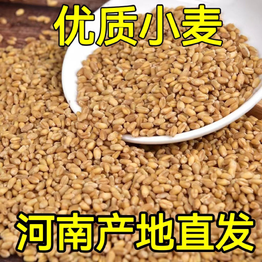 2024河南精品过筛食用小麦磨面酿酒喂鸽子可发芽种猫草