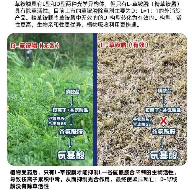 利尔精草铵膦铵盐高浓度除草剂果园荒地杂草灭草剂农药