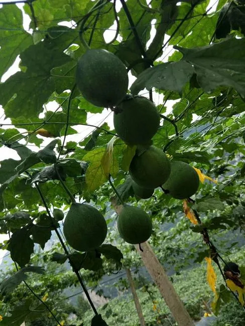 瓜蒌鲜果供应，价格可谈