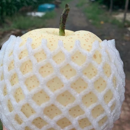 寿光市沙滩黄金梨，蜜蜂授粉，套袋长大