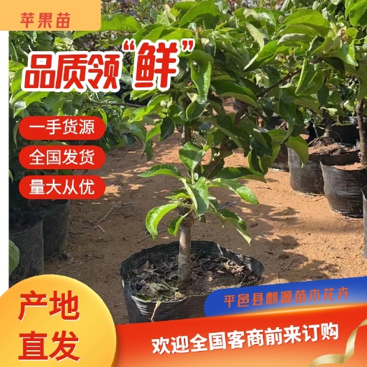 平邑县嫁接苹果树苗维纳斯黄金苹果苹果苗南方北方