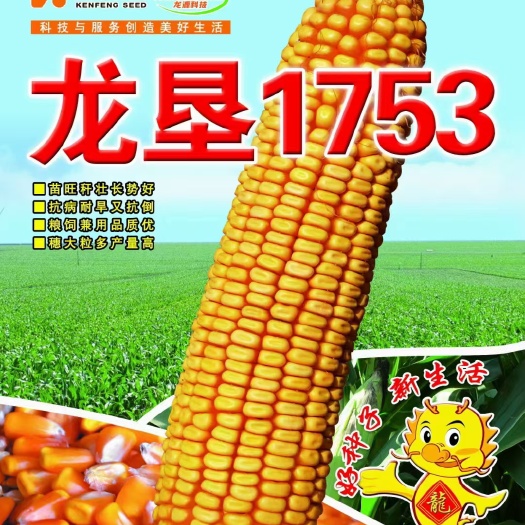 国审玉米品种 穗大粒多产量高抗病耐寒又扛倒