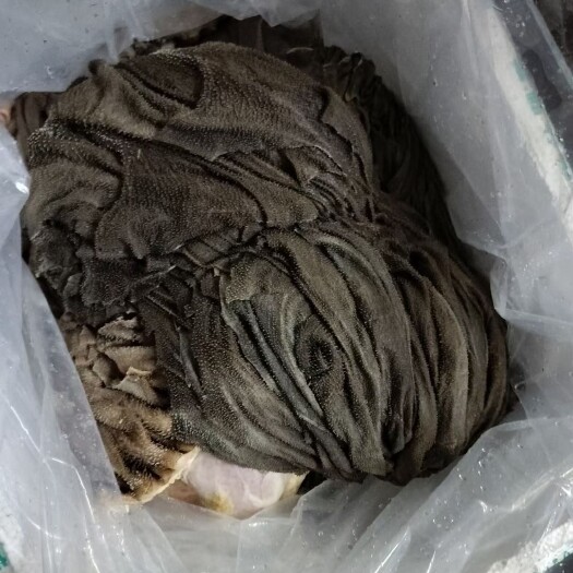 阳信县新鲜冻牛百叶，现货供应，秒发