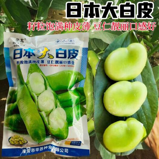 宿迁蚕豆种子日本大白皮蚕豆种子