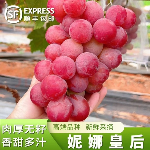 华阴市妮娜皇后葡萄，果肉紧实，蜜甜多汁，带有浓郁的酒香味葡，