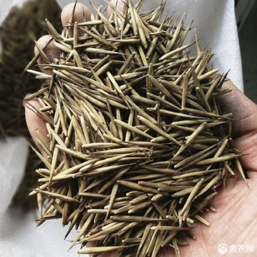 长沙毛竹种子