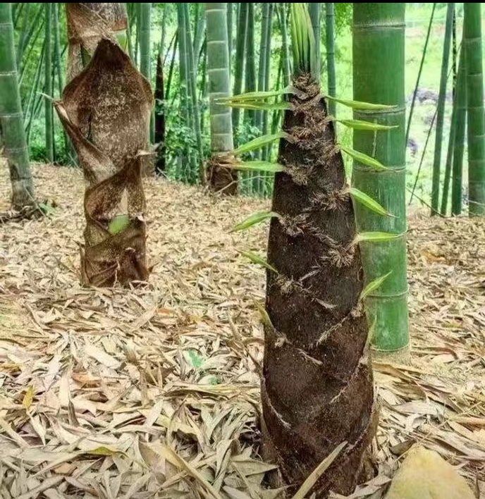 毛竹种子籽四季易种一次种植常年产笋量高南北方均可种植毛竹种籽