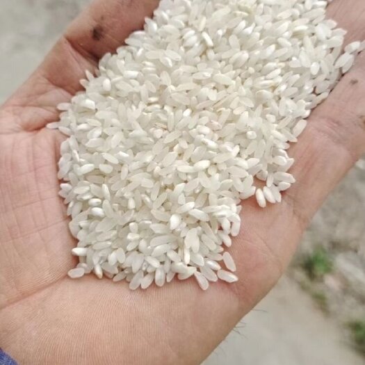苍梧县广西珍桂粉米