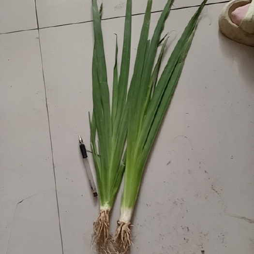 定州市黄花鸢尾（黄菖蒲）