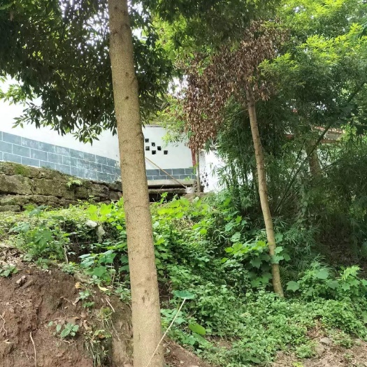 射洪市小叶桢桶