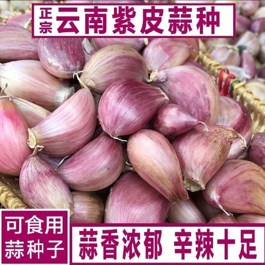长沙【新种子】紫皮大蒜种子云南紫皮蒜种子新鲜多瓣蒜红皮香蒜种子