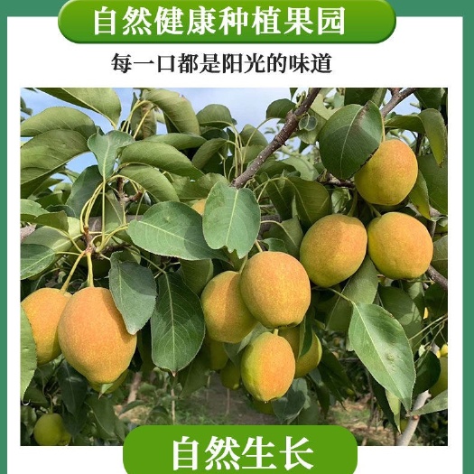 临猗县红香酥梨