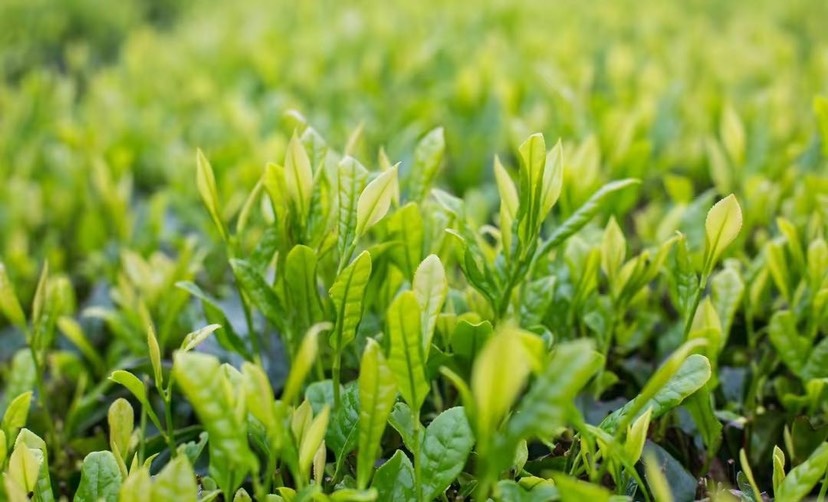 武义县有机茶，绿茶，红茶，白茶，大量现货