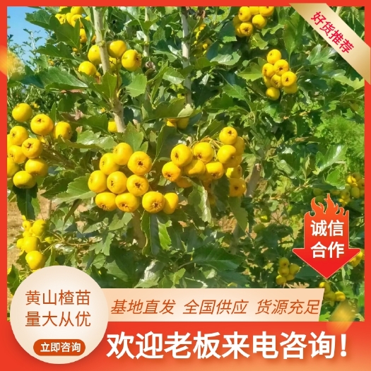 大金星山楂树苗 嫁接山楂苗新品大五棱黄金山楂苗