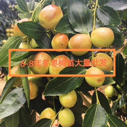 德昌县冬枣树树苗