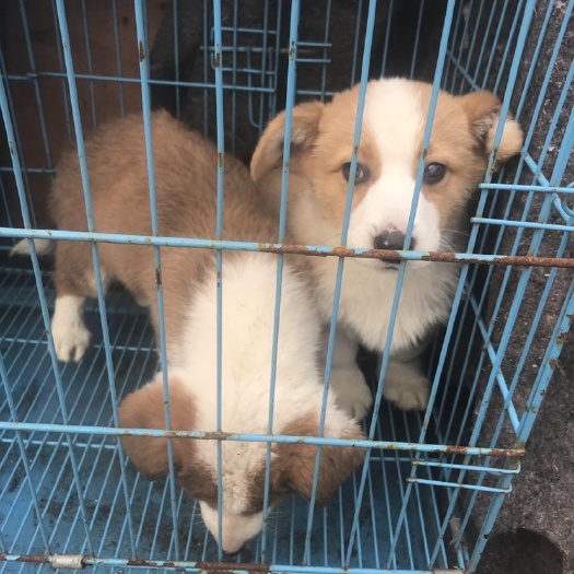 宿州柯基犬