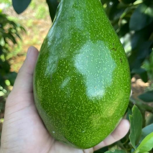 文昌市海南文昌自产少量牛油果