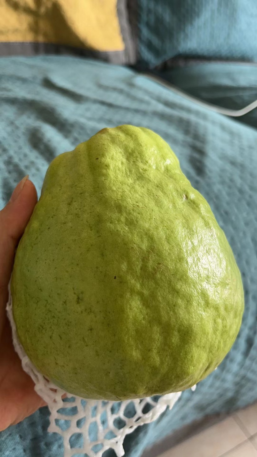 自家种的白心番石榴，果靓味浓，欢迎上门收购，量多价优