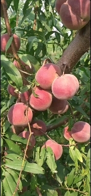 青州市山东蜜桃