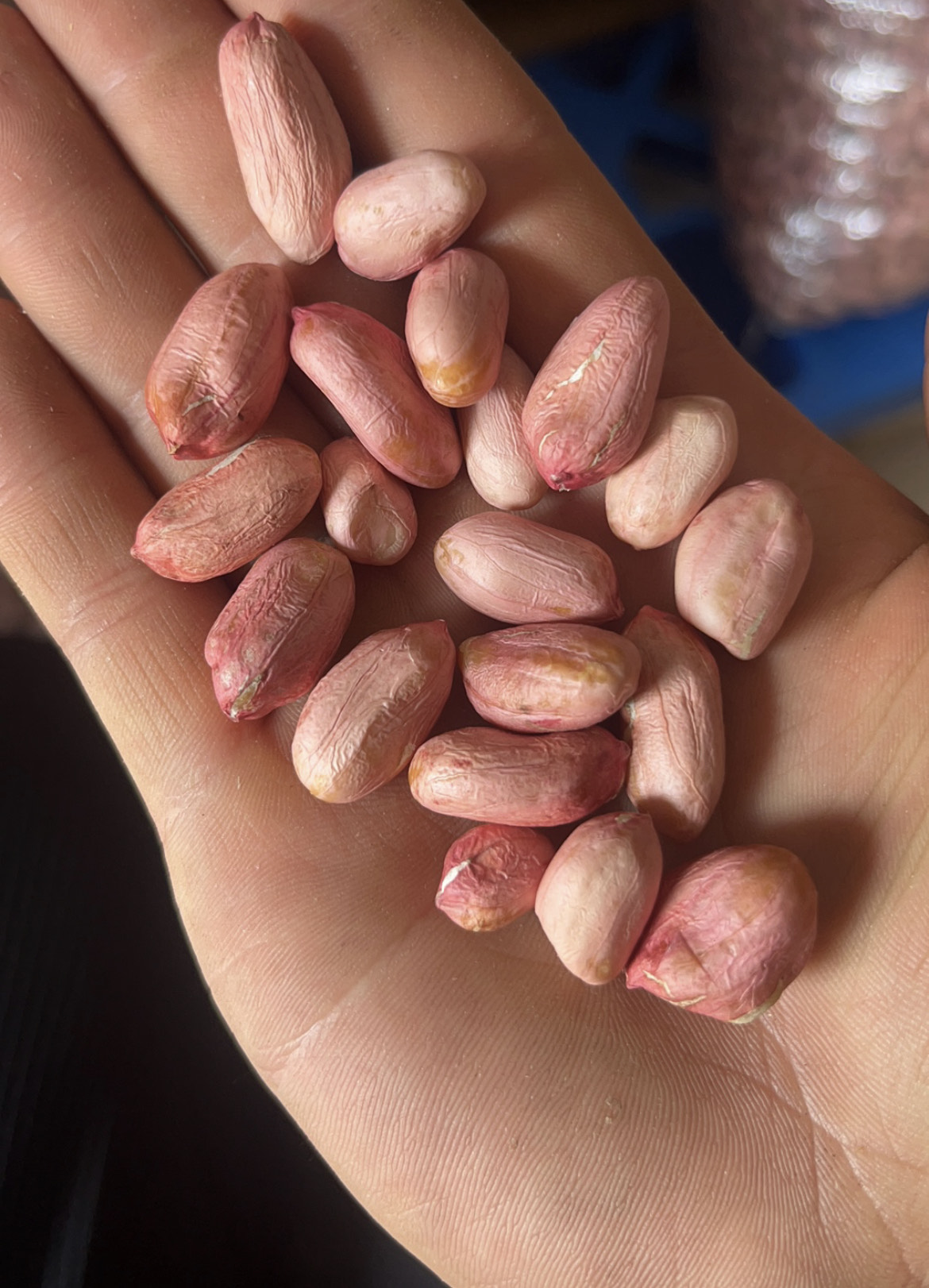 23年新货山东鲁花花生米新鲜大颗粒花生米精选去壳生花米