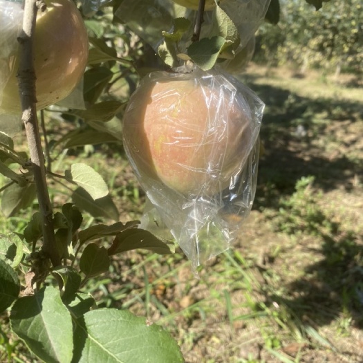临猗县早熟红富士，红将军苹果
