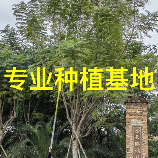 漳州福建蓝花楹价格 四川蓝花楹批发供应 云南蓝花楹基地直销