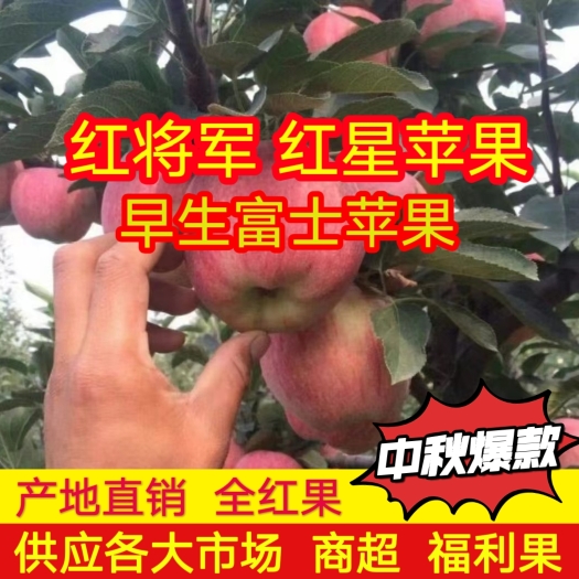 沂水县新红星 红将军苹果产地大量供应 福利果量大从优