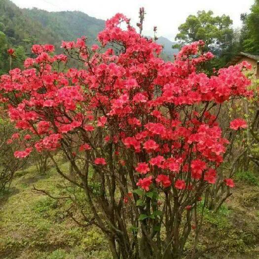 桑植县杜鹃，映山红，映山红老桩，小桩大桩都有，支持一件代发。