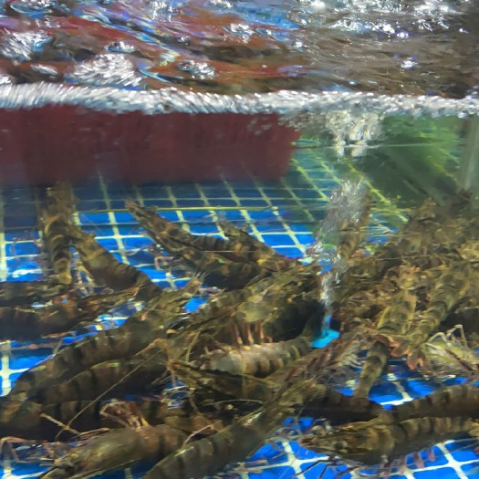 广州九节虾，每天新货