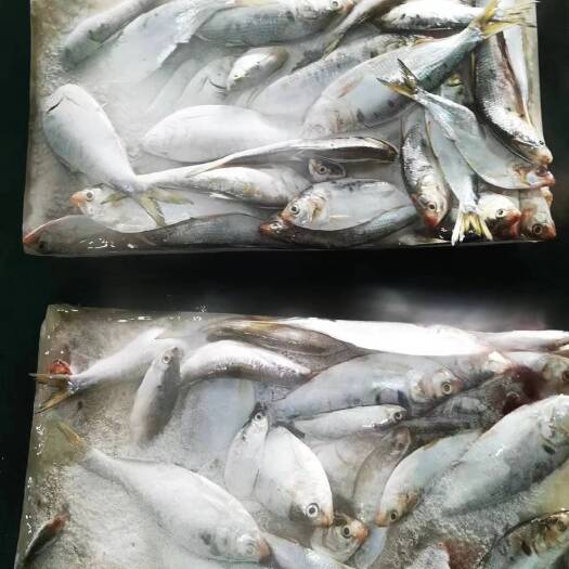 台山市饲料海鱼