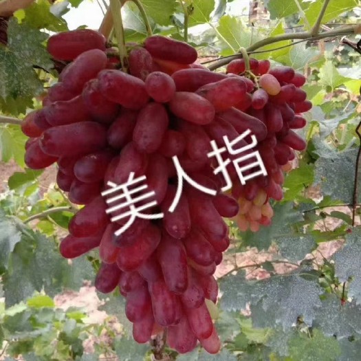 怀来县美人指葡萄