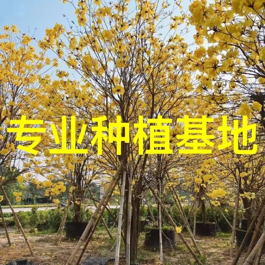 黄花风铃木批发 多花少花风铃木价格报价 移栽黄花风铃木供应