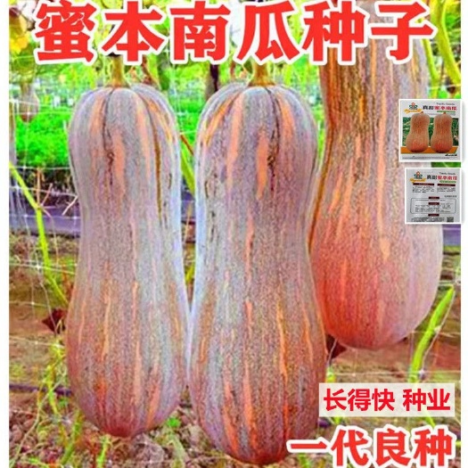 长沙大蜜本南瓜超甜粉面蜜本南瓜抗病早熟耐贮运四季蔬菜种籽