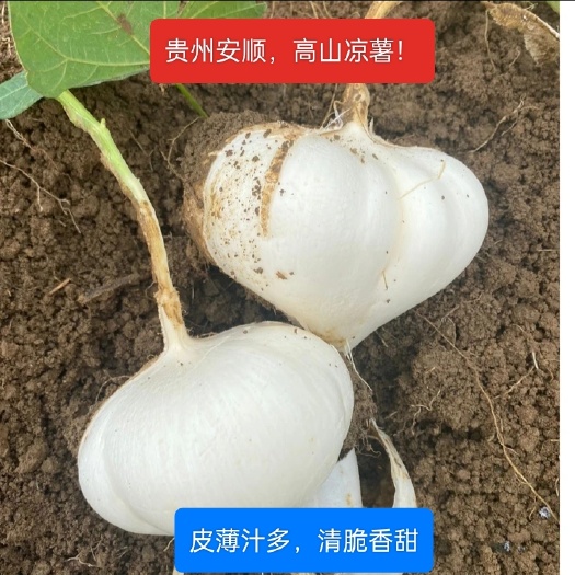 关岭县凉薯