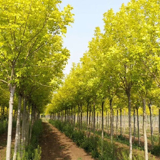 金叶白蜡工程金叶白蜡8-25公分金叶白蜡