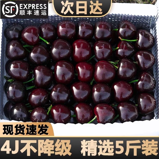 青岛美早车厘子 大樱桃应季水果顺丰包邮
