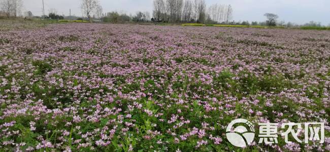 紫云英种子为果园绿肥,轮作,颗粒饱满,可供观花