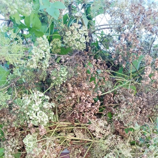 定远县二年白芷种子自家自留地，60一公斤请不要套路我，要的联系我