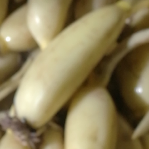 桓台县水果藕
