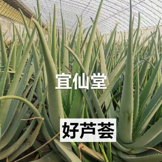 专业种植芦荟仙人掌二十五年，胶汁粘稠。