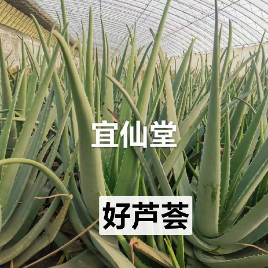 昌乐县专业种植芦荟仙人掌二十五年，胶汁粘稠。