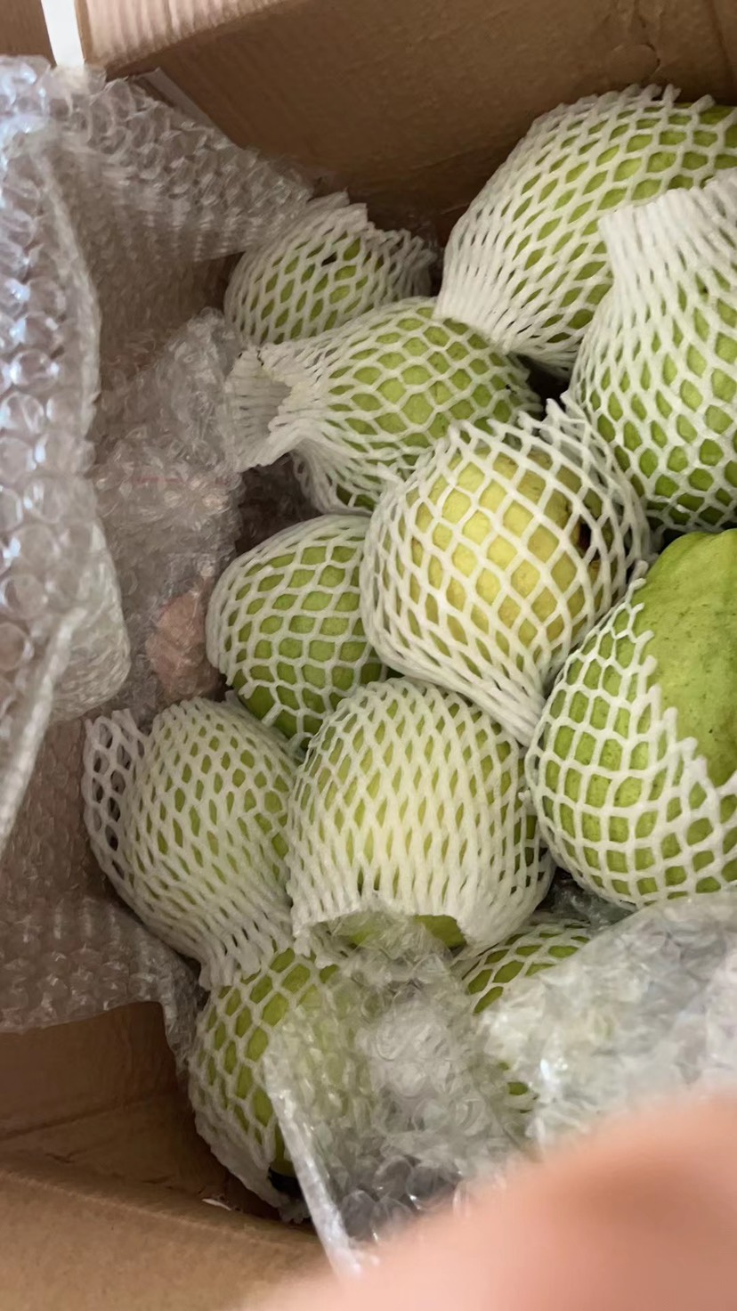 自家种的白心番石榴，果靓味浓，欢迎上门收购，量多价优