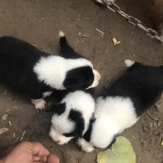 宿州边境牧羊犬