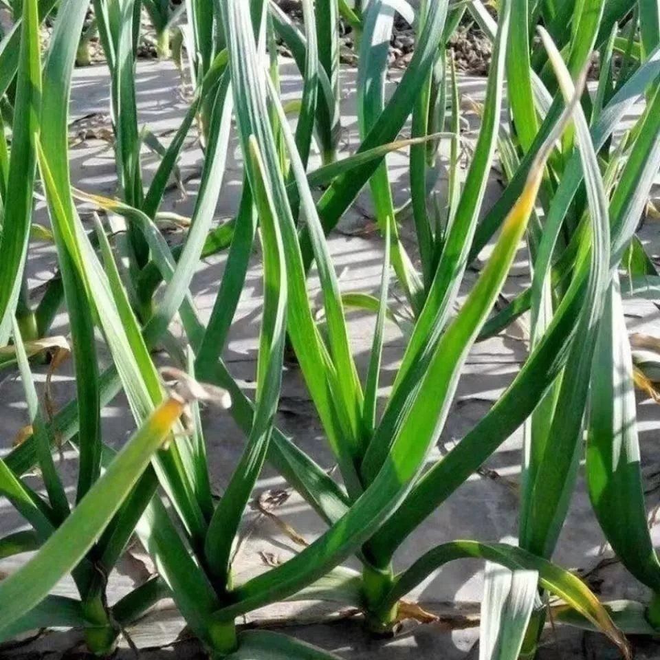 红头香蒜种子一年四季硬叶蒜苗种子红头蒜三茬连续可种植阳台盆栽