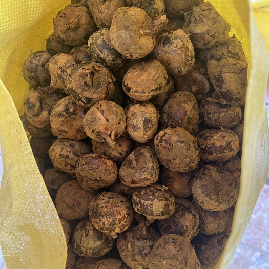 荔浦市荔浦优质马蹄、葧荠、长年供应品质保证